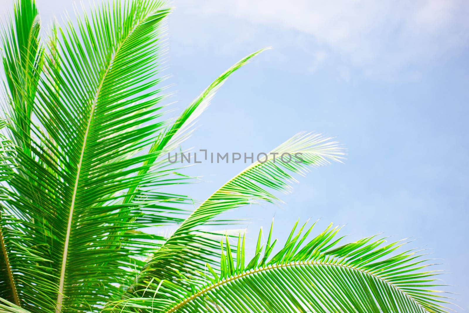 Palm tree leaves over peaceful tropical beach background, blue sea landscape card by Jyliana