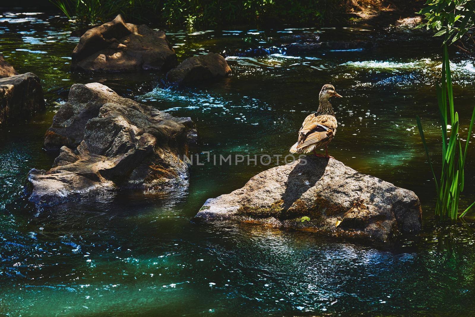 Wild brown duck walking on volcanic rocks on a river by jovani68