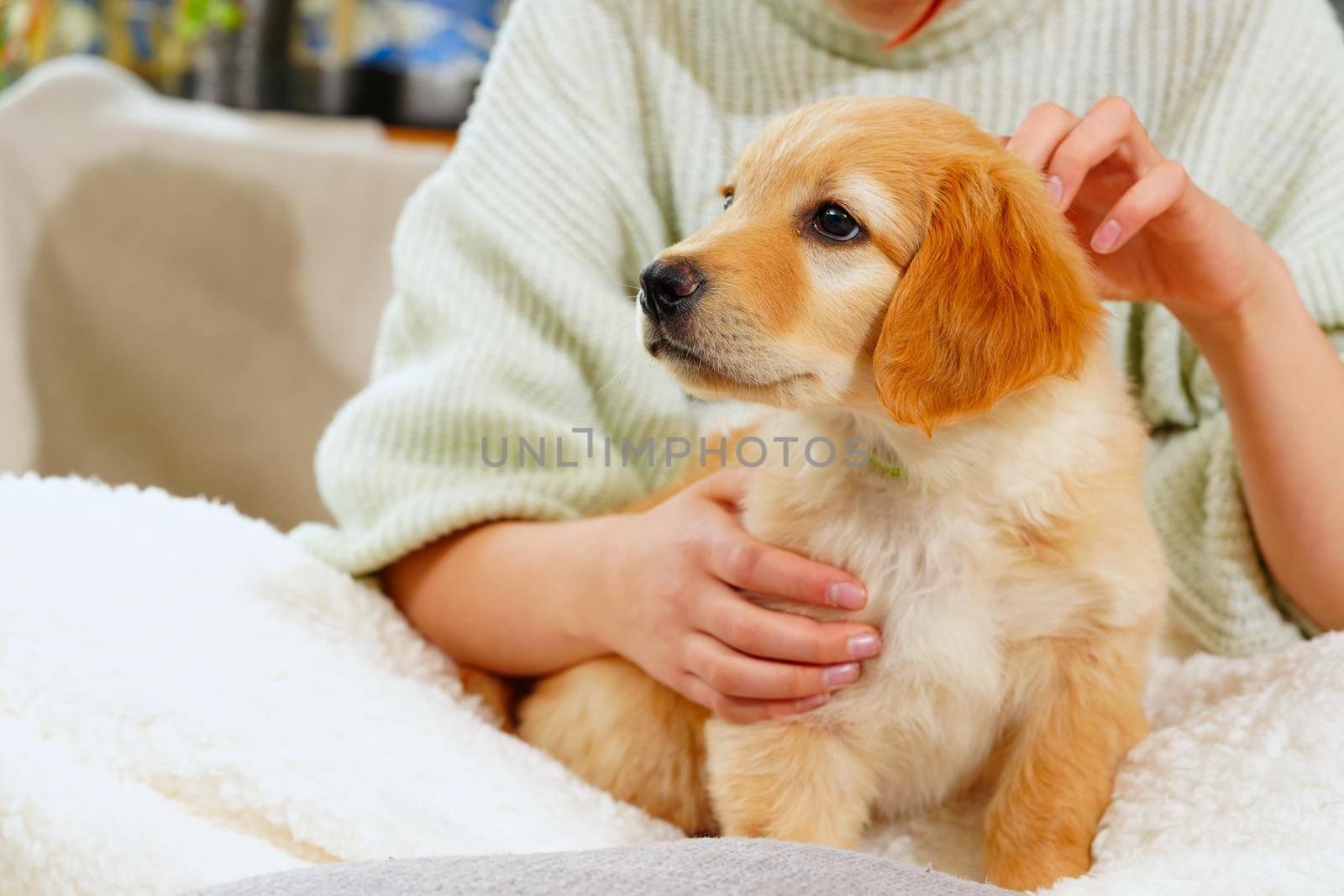 A child with a cute puppy. Girl with a golden hovawart puppy at home. cute little guard puppy by PhotoTime