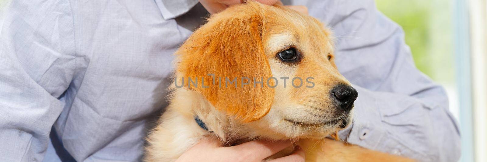 hovawart golden puppy. Young Boy Playing with his Puppy at home. pets and children. happy boy dreaming about a puppy