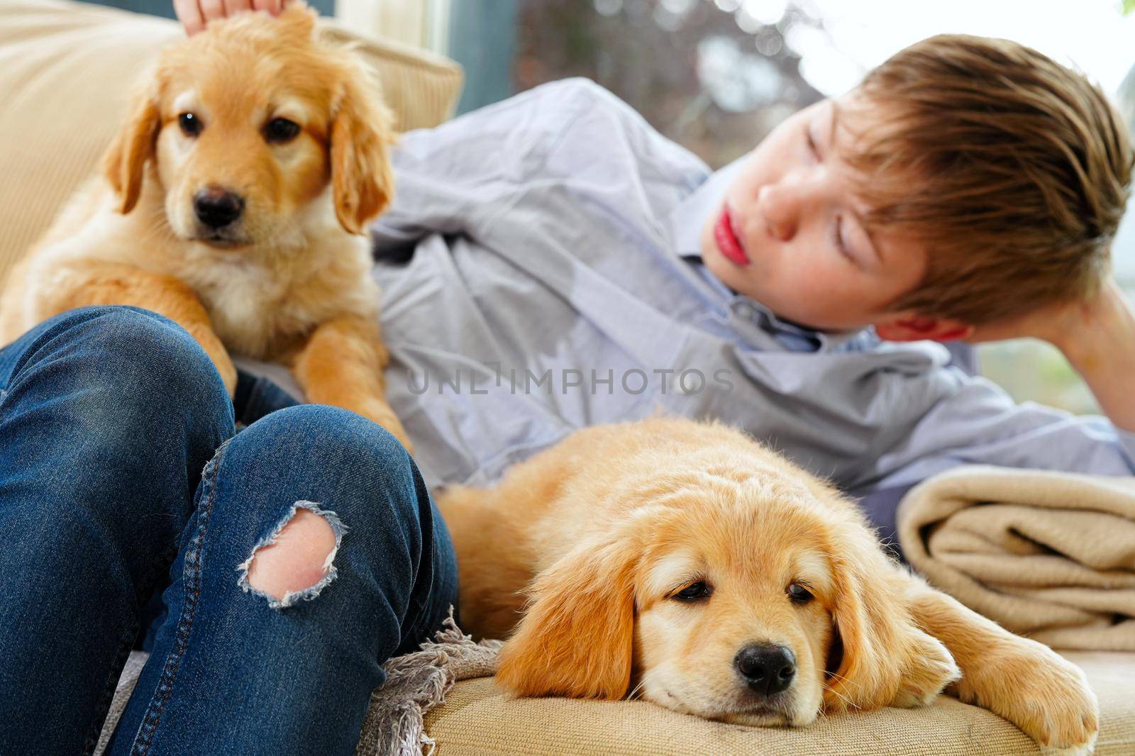 hovawart golden puppy. Young Boy Playing with his Puppy at home. by PhotoTime
