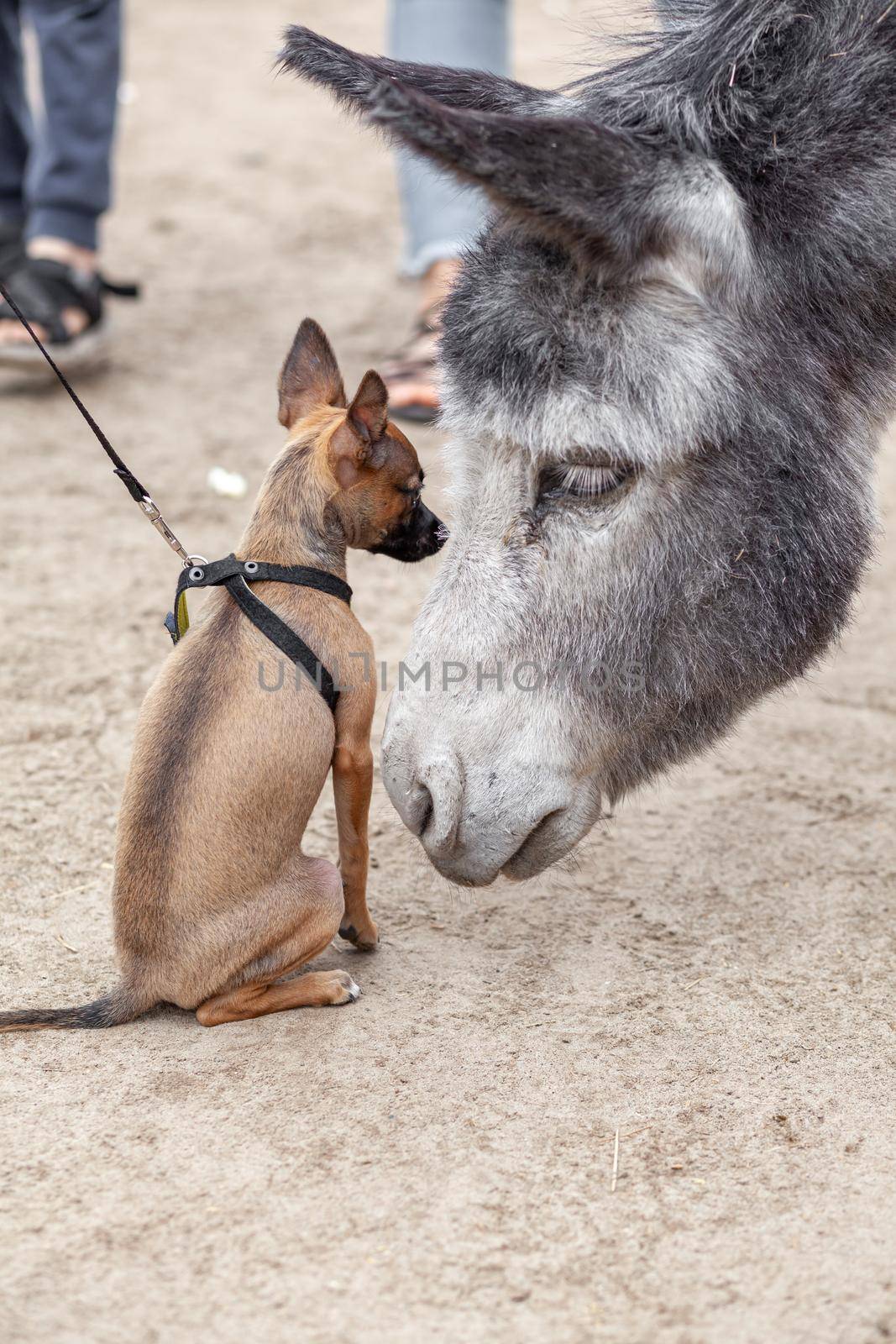 A small brown dog is getting to know and kissing a gray donkey at a donkey farm. Close-up. Toy terrier dog. Rural life with animals.