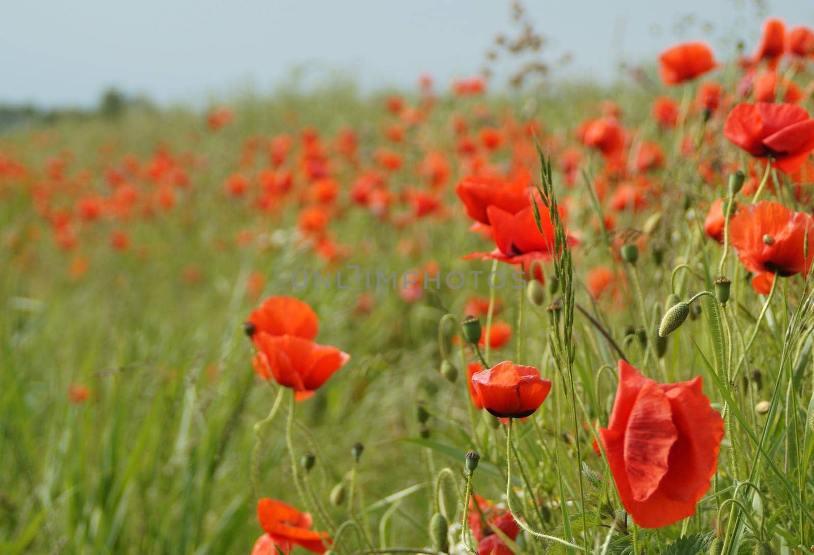 The wind made the poppies (papaver rhoeas) and grass strong moving. The photo is taken in East Frisia, Germany. Lots of farmers plant poppies at the rim of their fields to attract bees. 