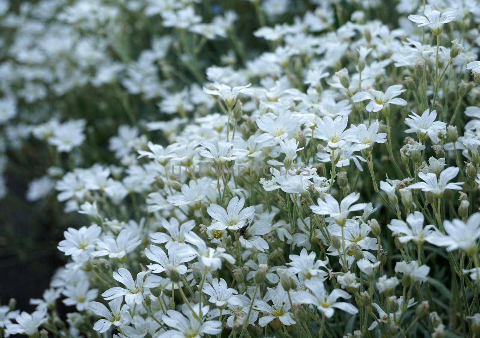 Masses of white flowers covering the ground by WielandTeixeira