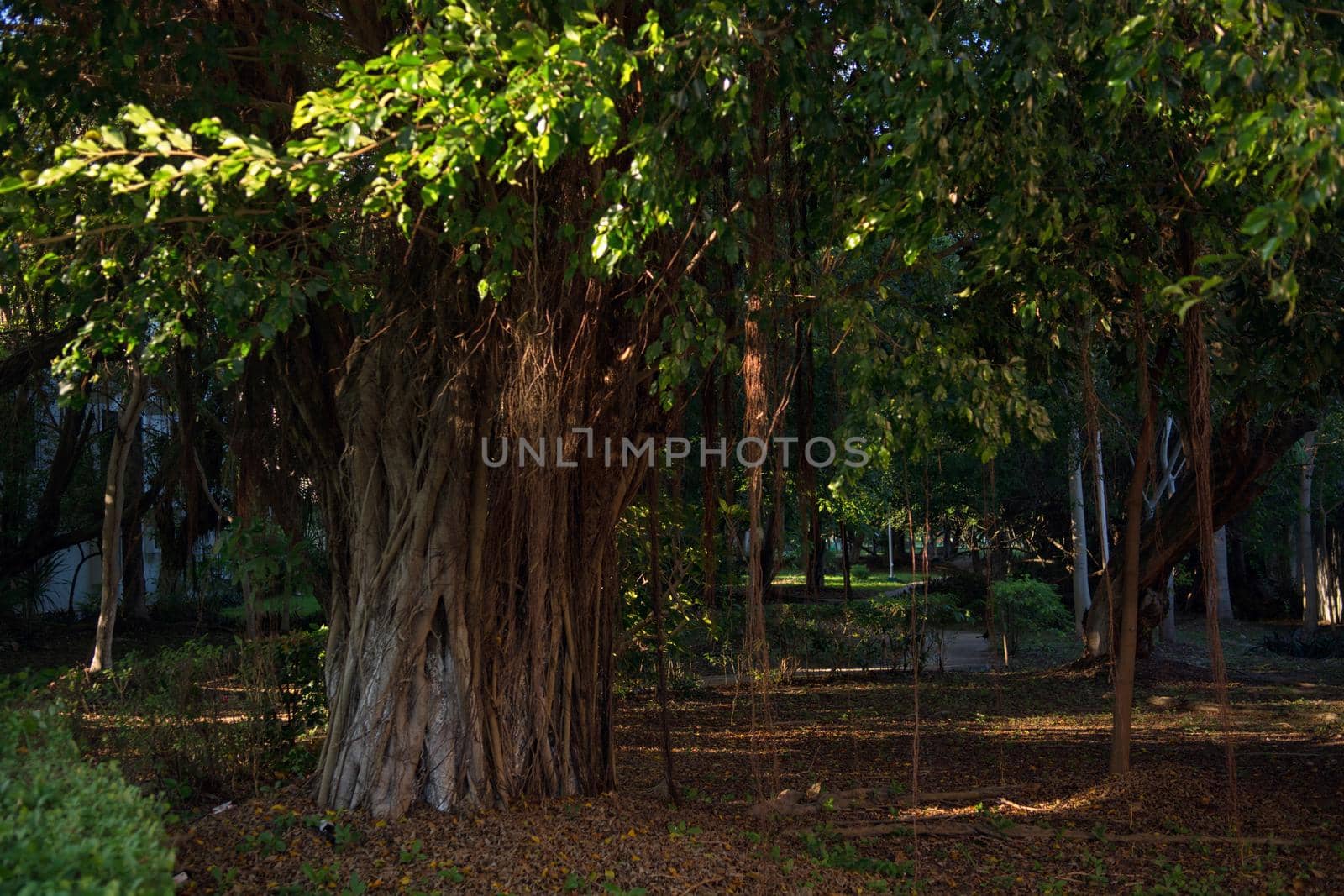 A view of a green park with large trees. Huge ficus in the park.