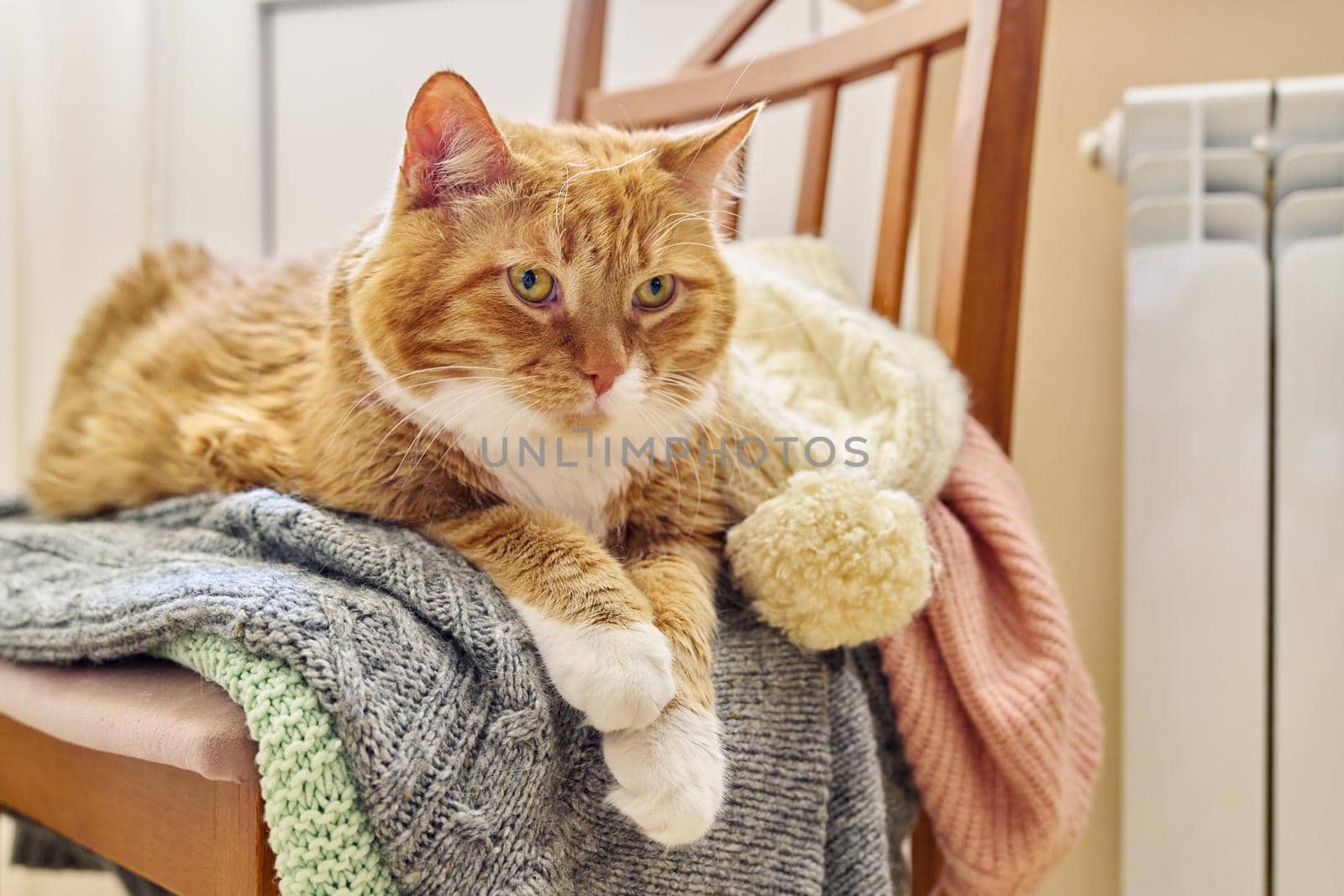 Big red funny cat keep warm in autumn winter cold season near heating radiator, lying on chair with warm knitted woolen clothes. Heating season, cold autumn winter, pets concept