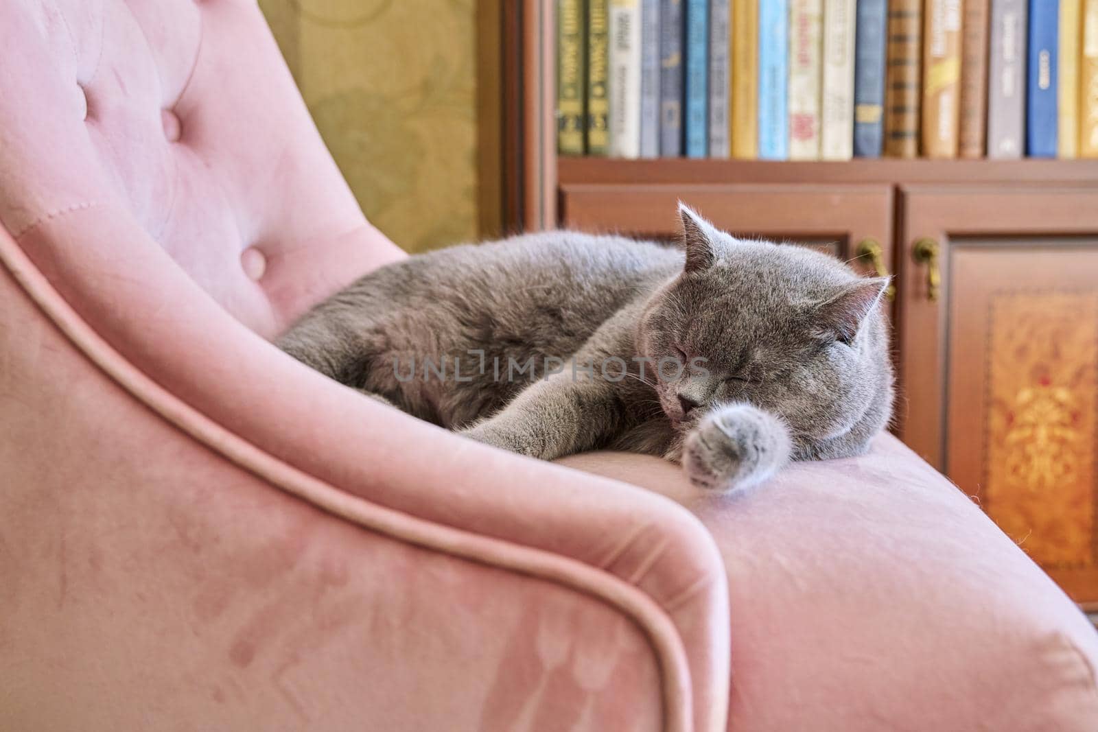 Adorable funny gray british cat at home on a pink armchair