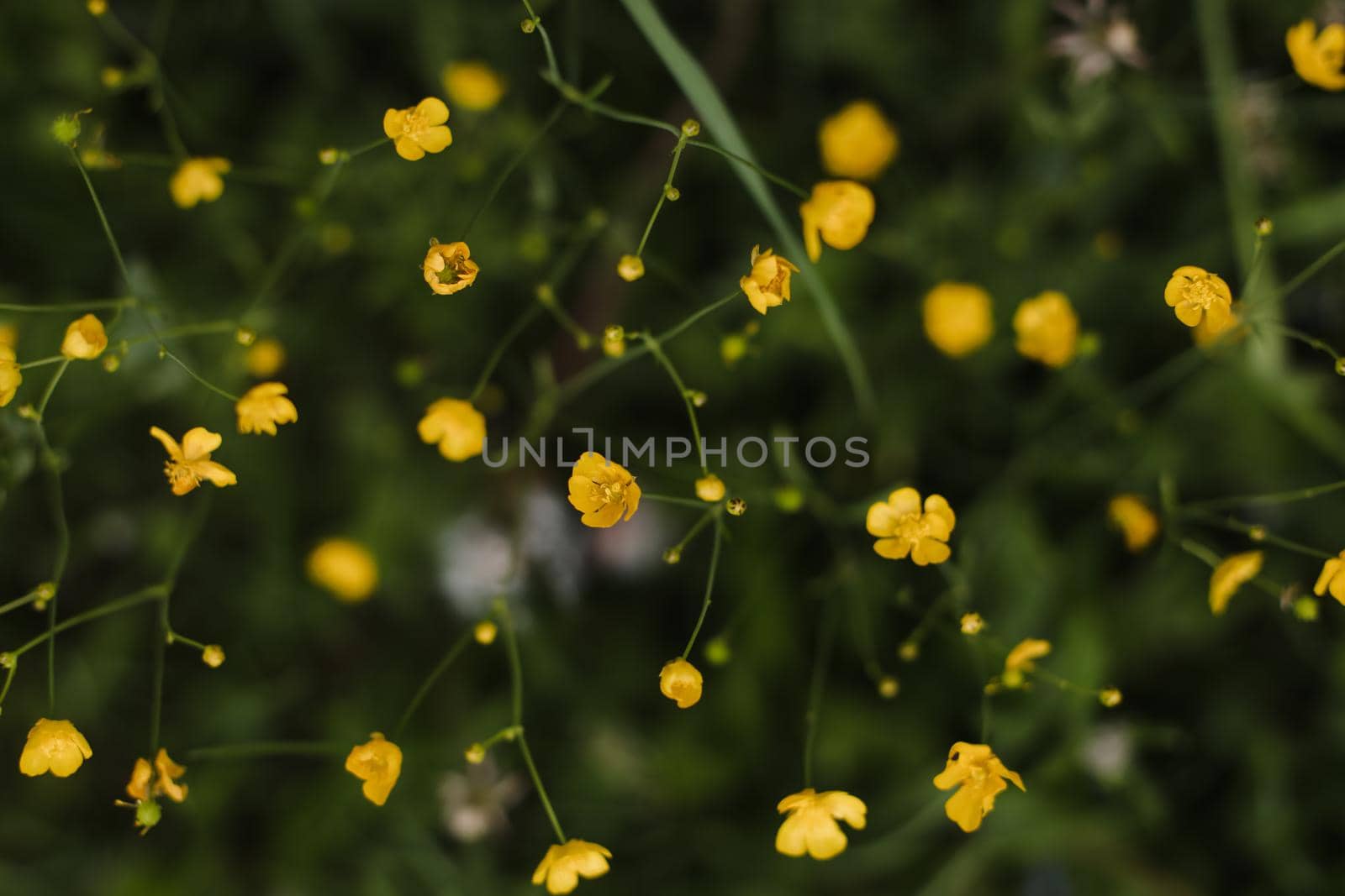 Buttercup yellow flowers in meadow on green grass background. Selective focus, blurred background.
