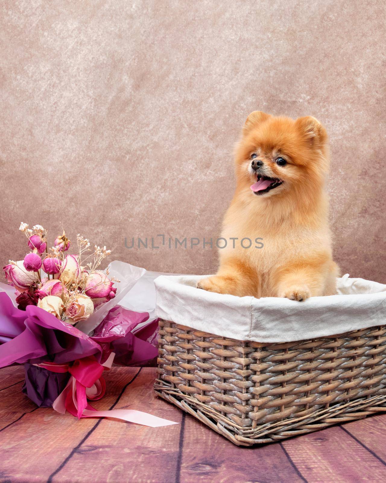 a pomeranian dog sits in a rattan basket, next to a bouquet of flowers on a vintage background. The concept of a festive mood.