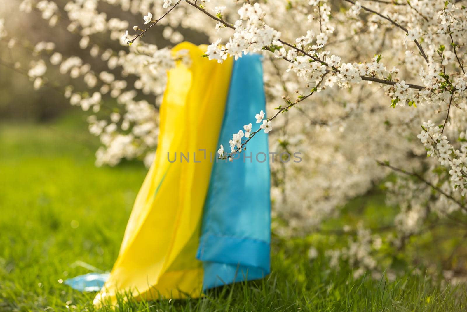 flag of ukraine in a flowering tree in the garden in spring. Ukrainian patriotic symbols, flag colors. Independence and freedom concept. by Andelov13