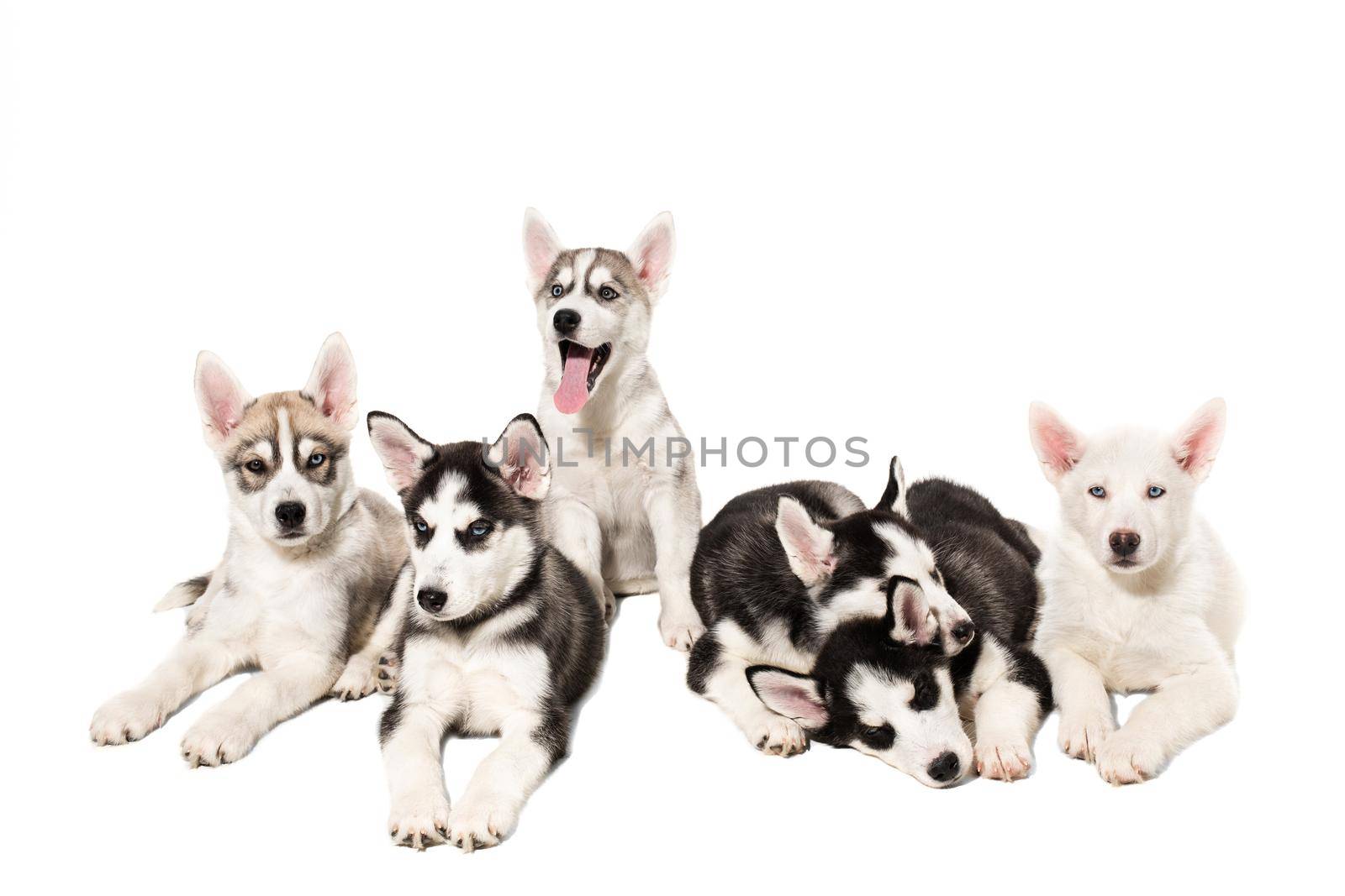 Group of happy siberian husky puppies on white background. Dog. Copy space