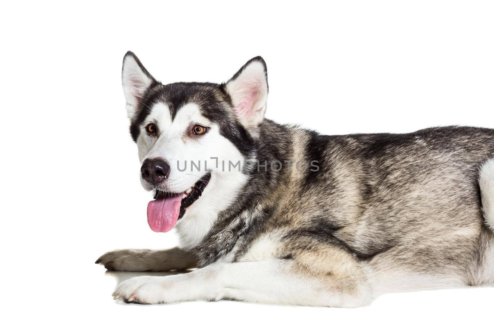 Alaskan Malamute sitting in front of white background. Dog lying on the floor