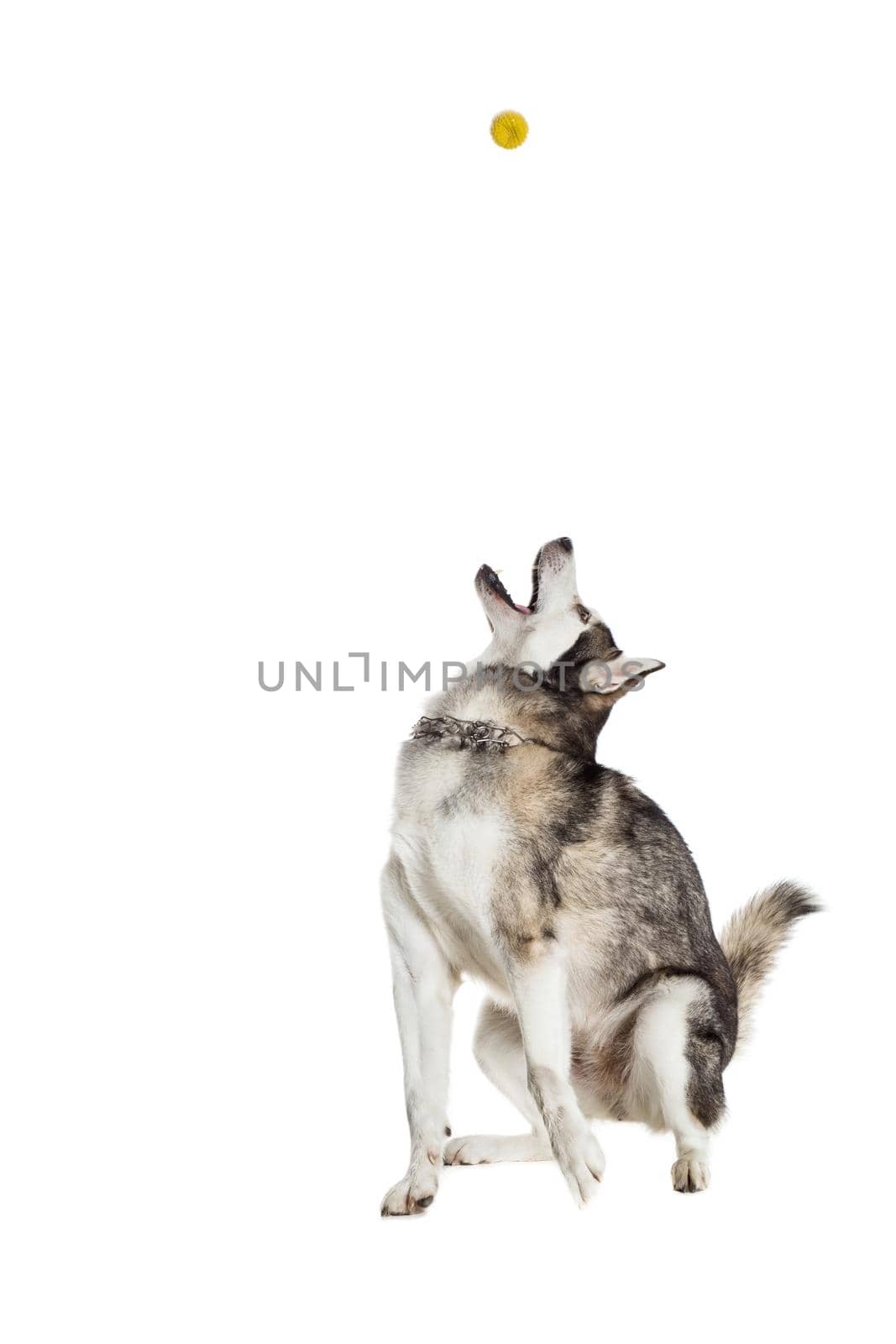 Alaskan Malamute sitting in front of white background. The dog performs a command. Dog catches the ball