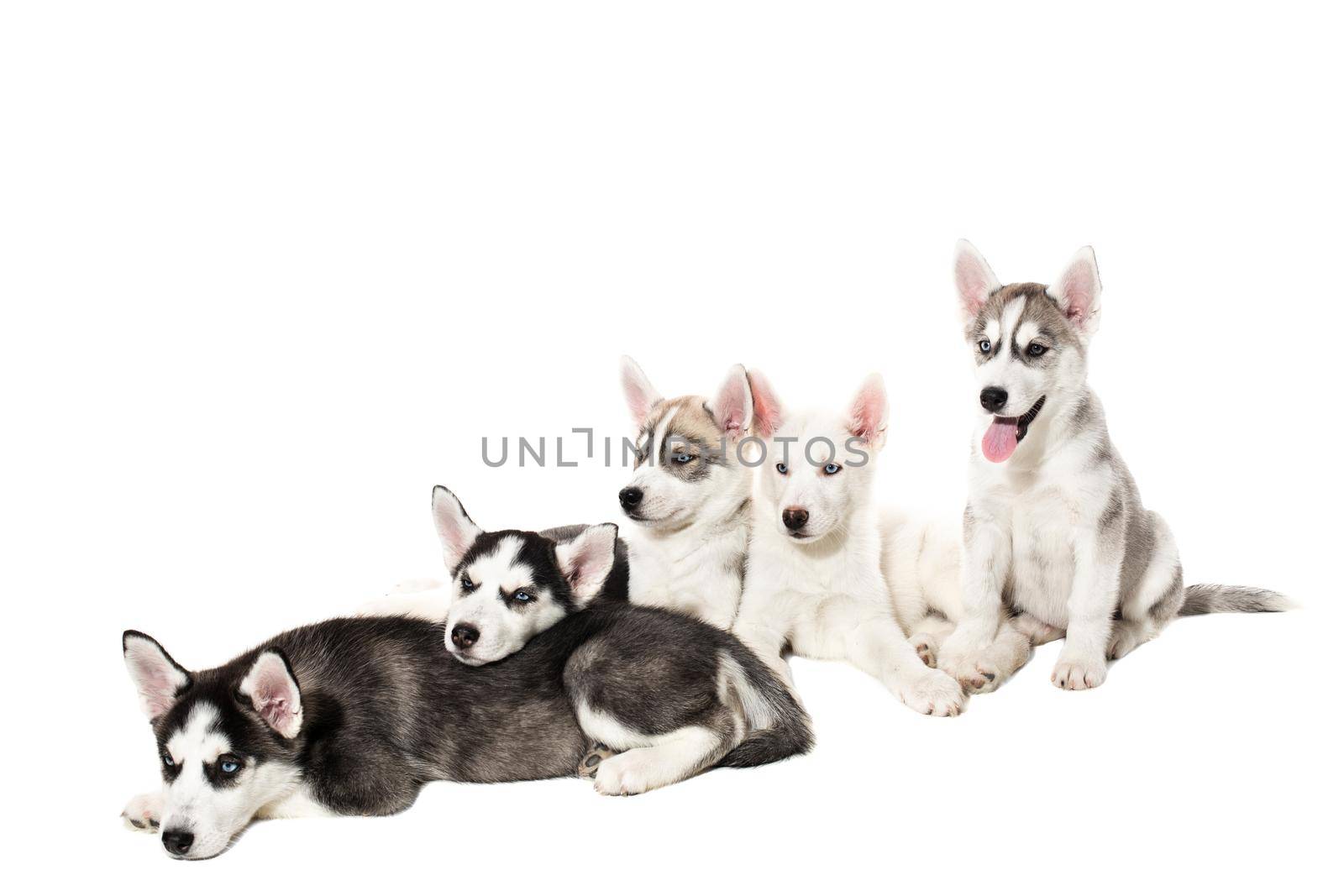 Group of happy siberian husky puppies on white background by nazarovsergey