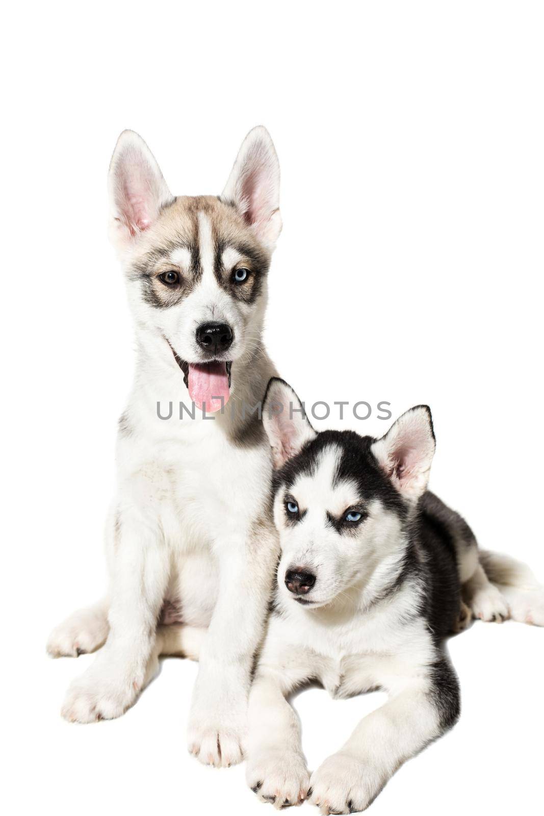 Two cute little husky puppies isolated on white background. The most charismatic dogs