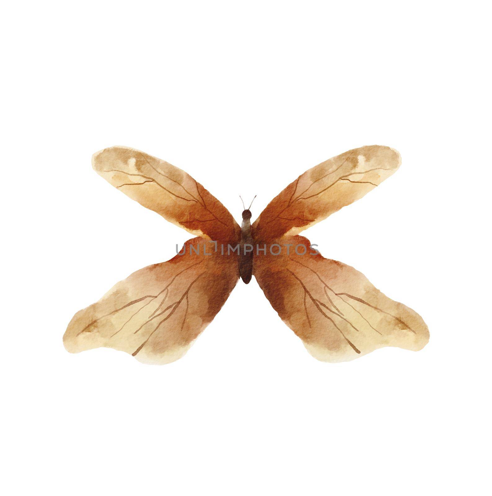 Watercolor brown butterfly moth illustration. Drawing isolated on white background.