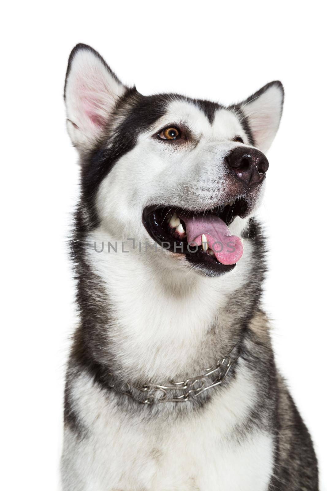 Portrait Alaskan Malamute, isolated on white. Close-up by nazarovsergey