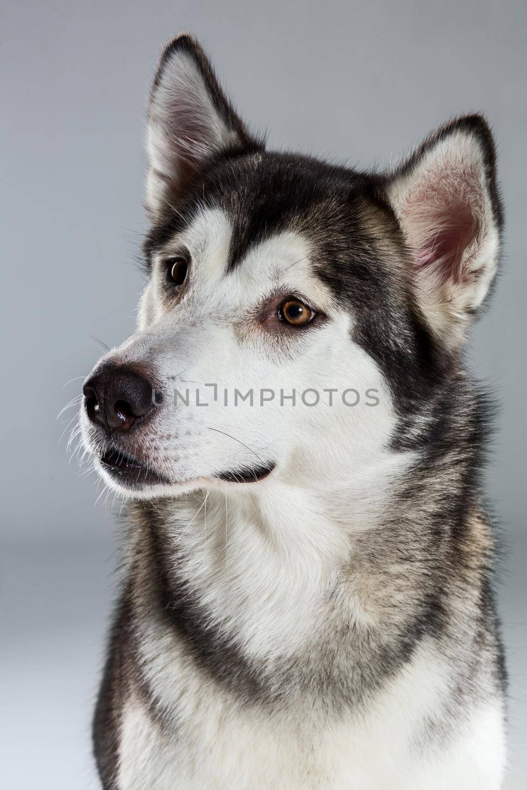 Portrait of siberian husky on gray background by nazarovsergey