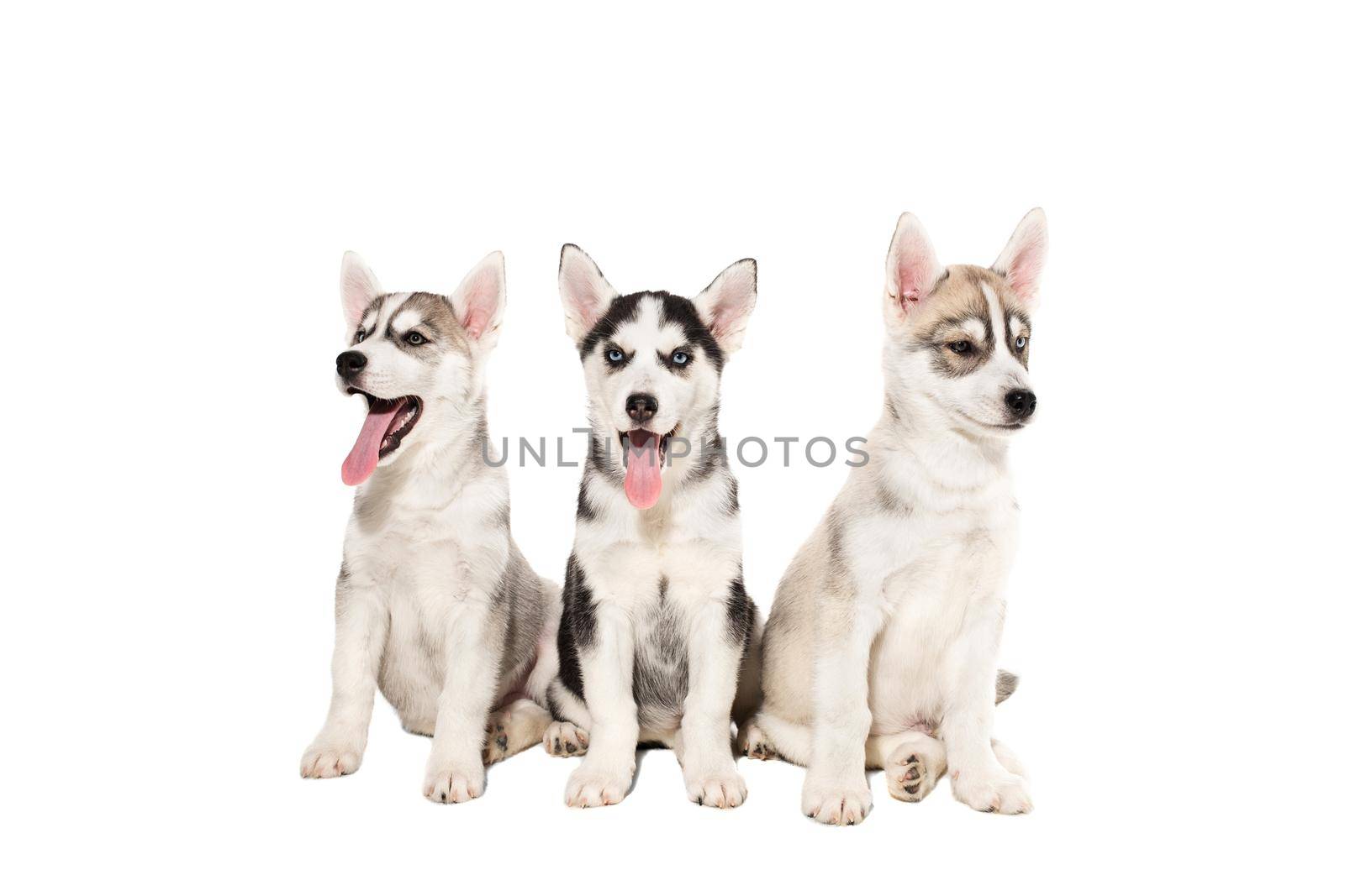 Group of happy siberian husky puppies on white background. Dog. Copy space