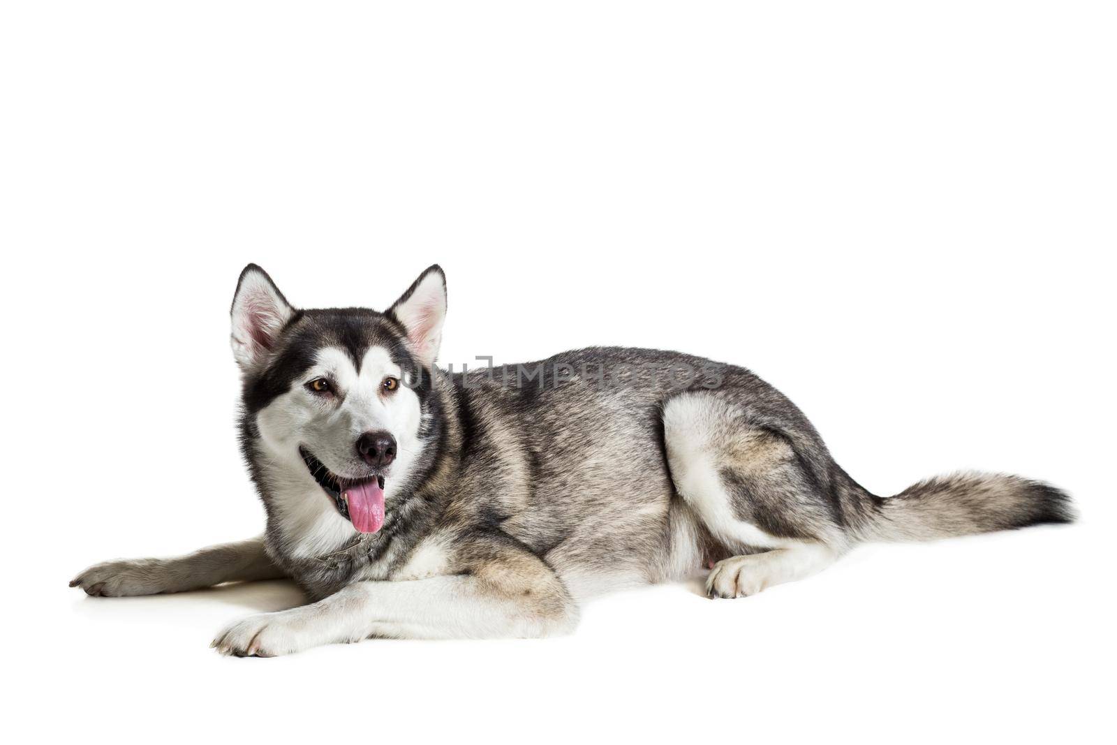 Alaskan Malamute sitting in front of white background. Dog lying on the floor