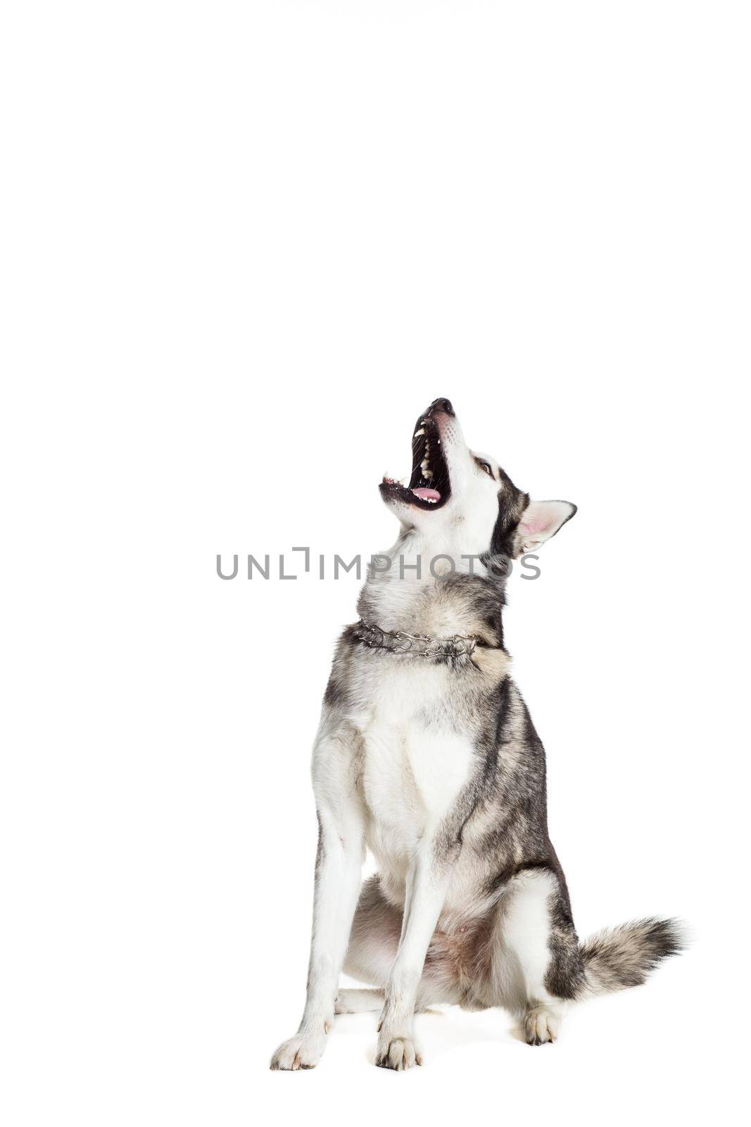Alaskan Malamute sitting in front of white background. The dog performs a command. Dog catches the ball