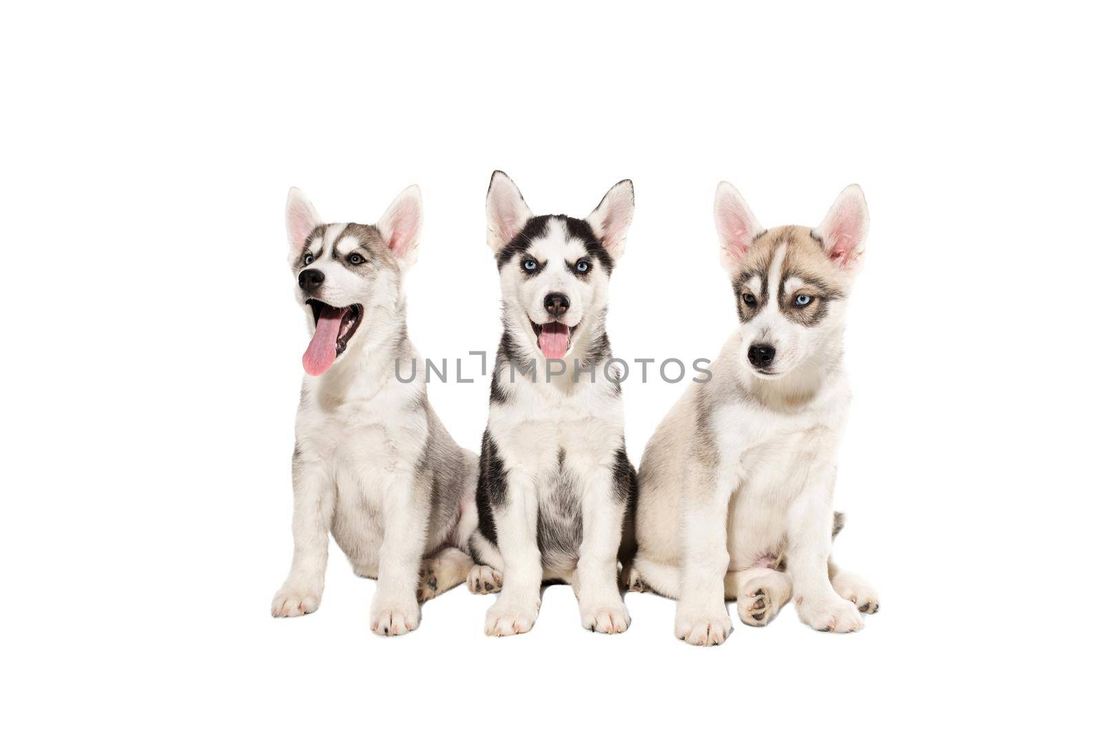 Group of happy siberian husky puppies on white background. Dog. Copy space