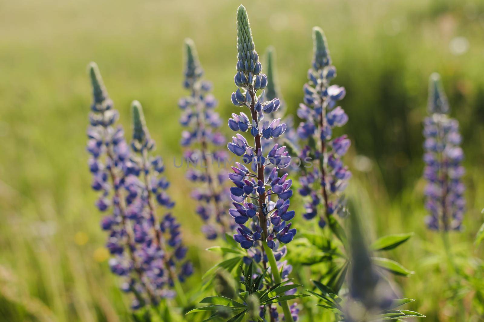Summer wild flowers lupine in meadow at sunset or sunrise. Purple flowers lupinus, lupin, lupine. Summer flower background.