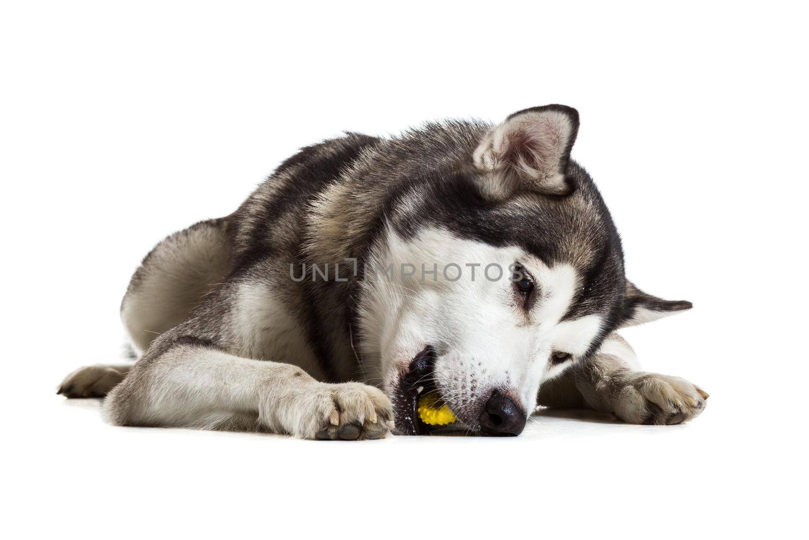 Alaskan Malamute sitting in front of white background. Dog lying on the floor. Toy for dog