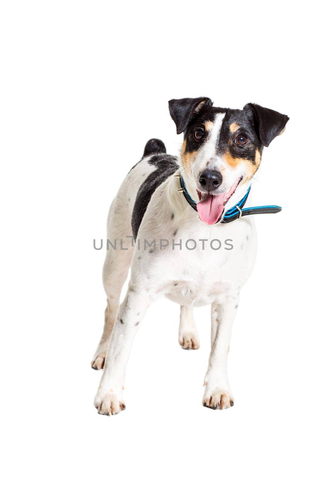 Fox terrier posing in studio on white background. Terrier in a blue collar. isolated