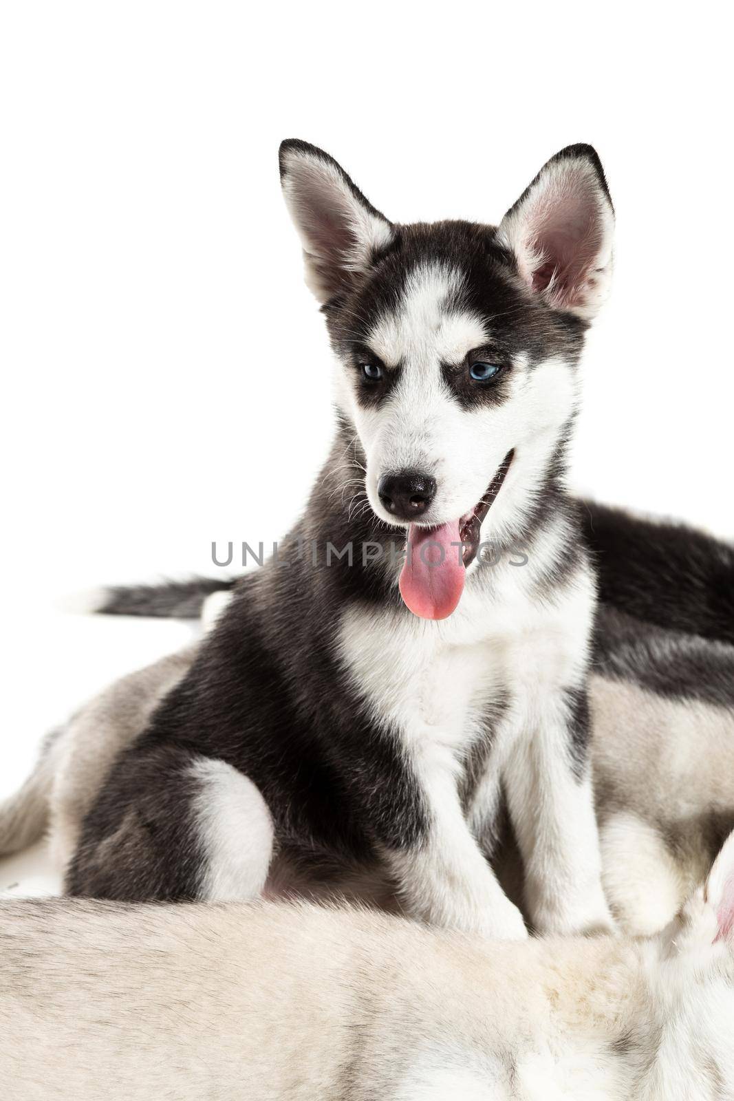 Cute Siberian husky puppies on white background. by nazarovsergey