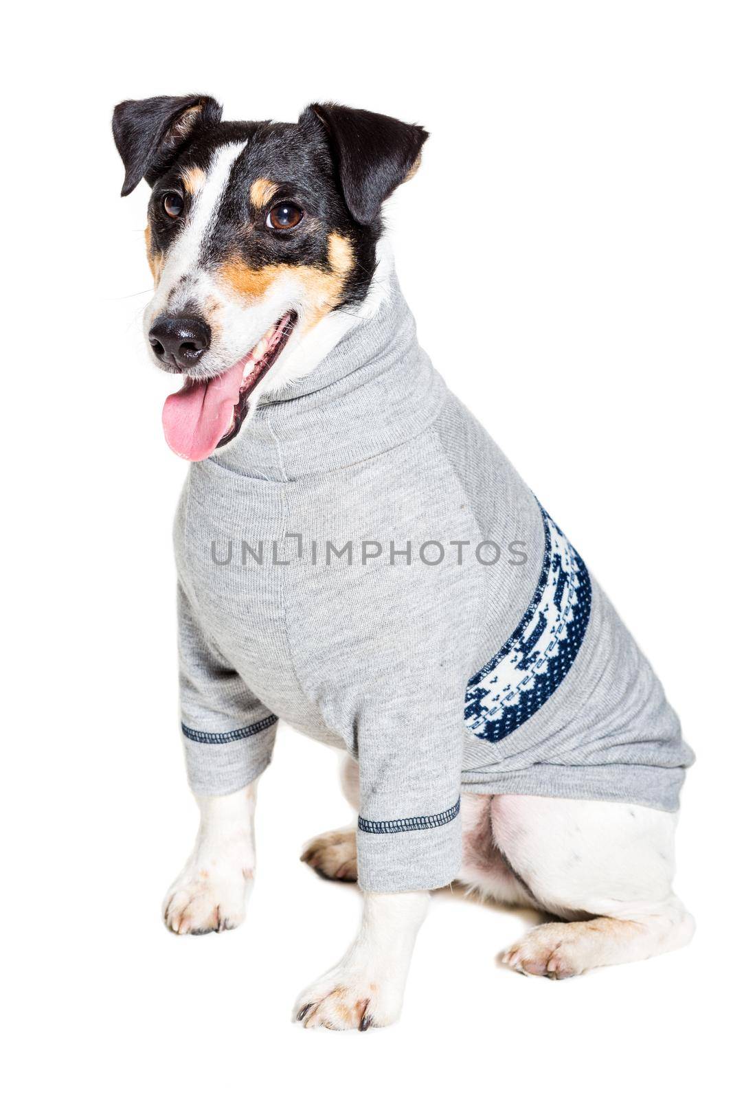 Fox terrier posing in studio on white background. Terrier dressed in a gray suit small. isolated