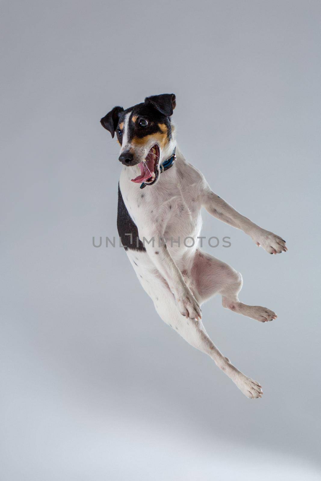 Fox terrier posing in studio on grey background. Terrier in a blue collar. Dog jumping in the studio