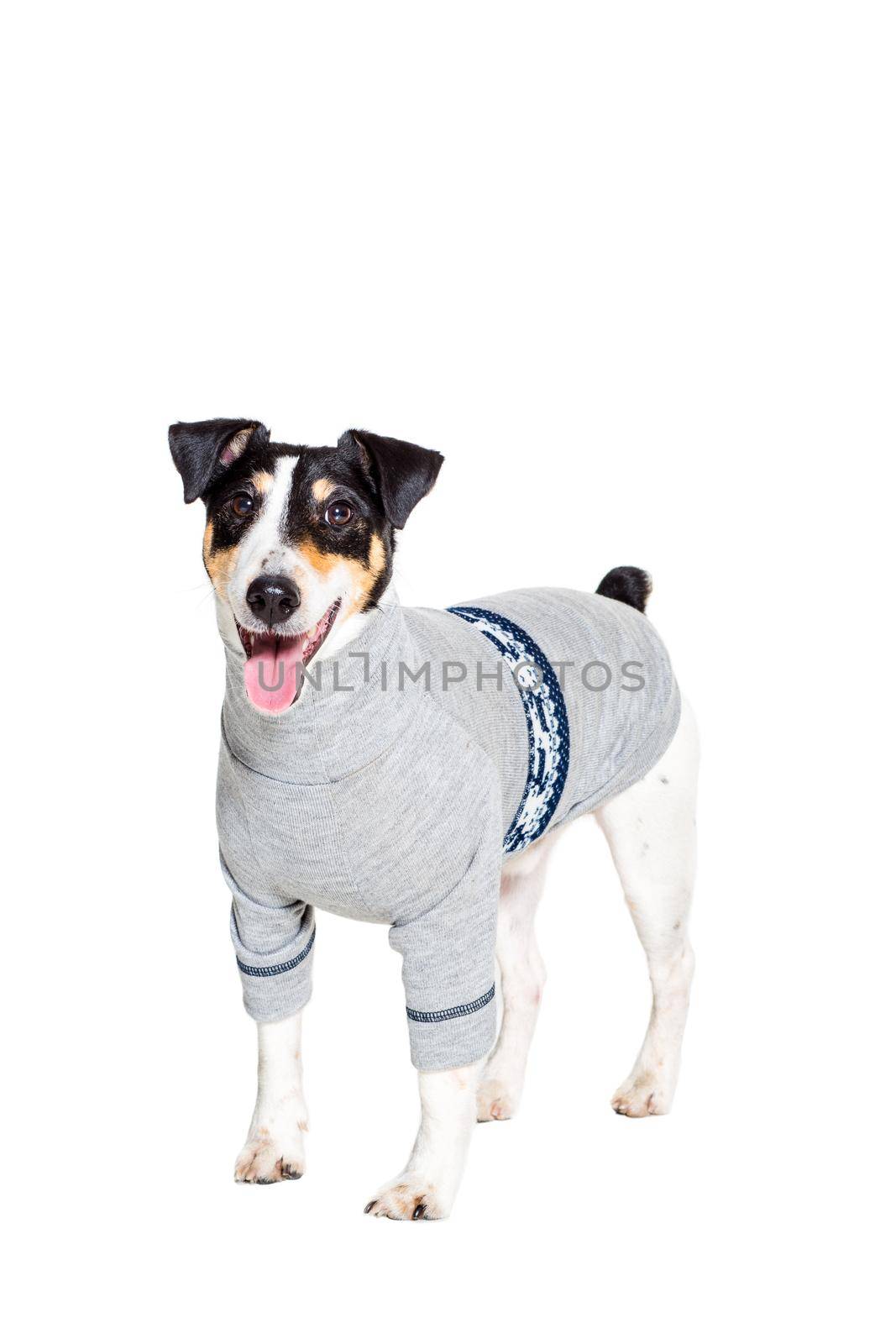 Portrait of a purebred smooth fox terrier of white background. Dog clothes. Dog stands on feet