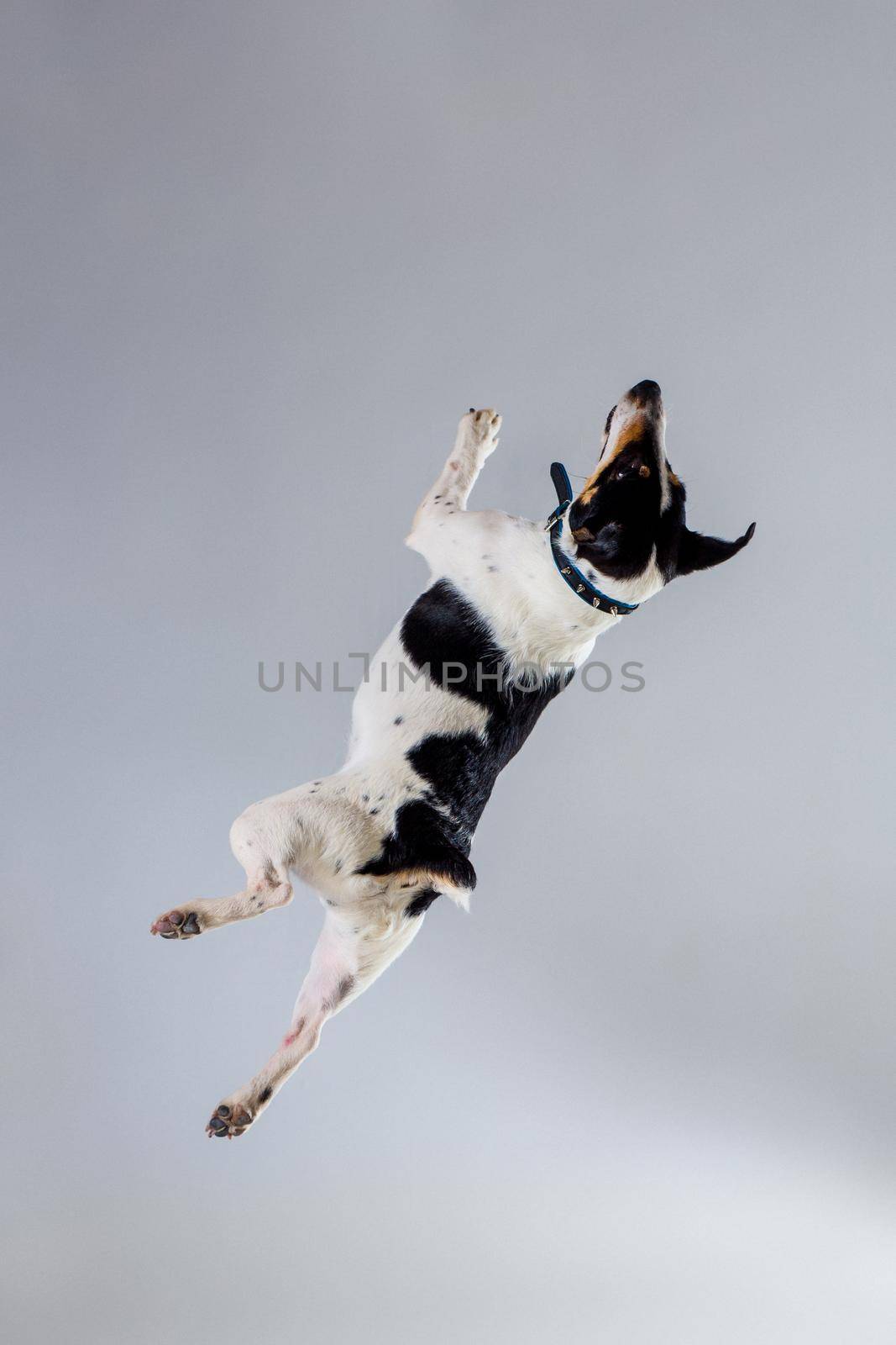 Fox terrier posing in studio on grey background. Terrier in a blue collar. Dog jumping in the studio