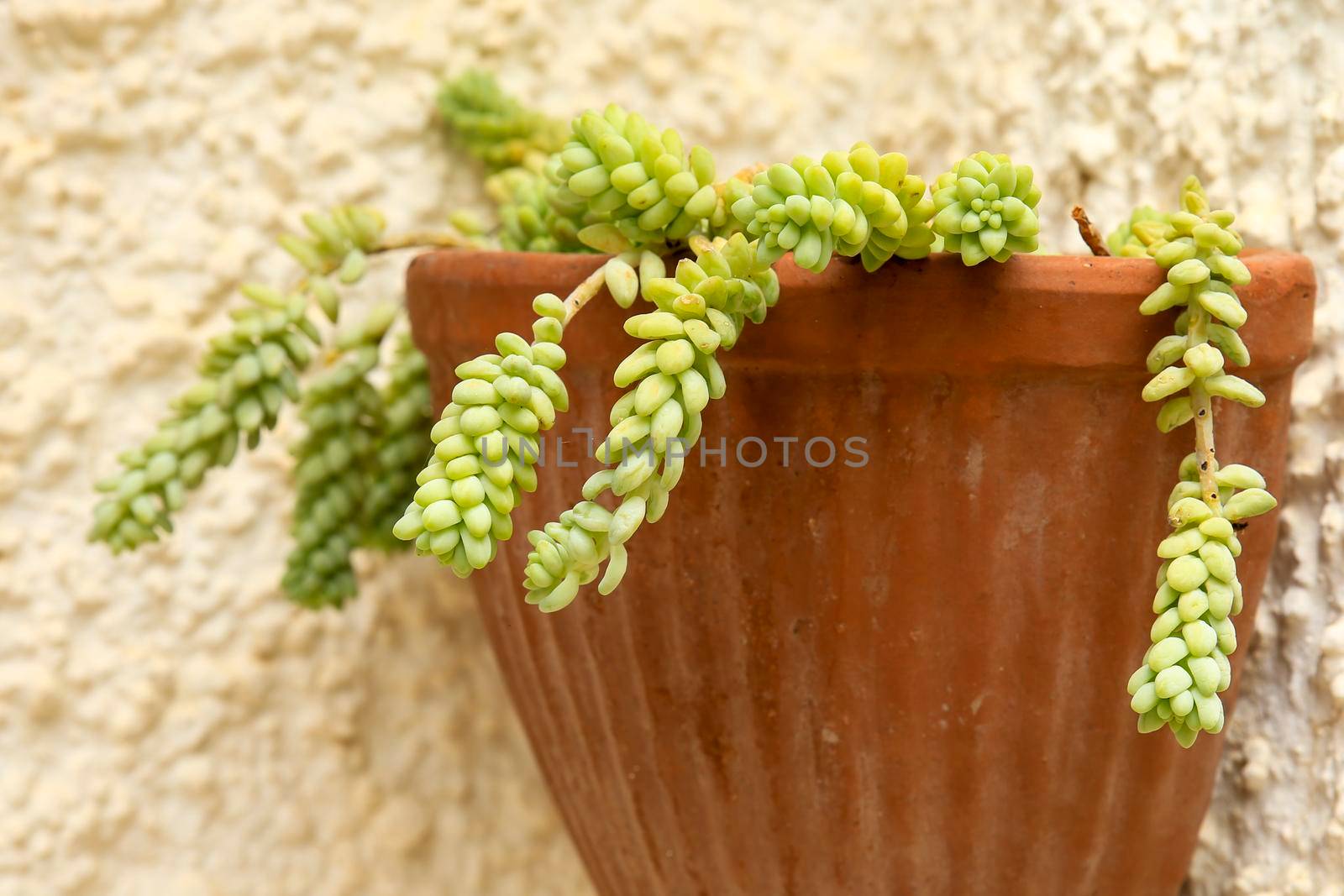 Potted Sedum Morganianum succulent plant on the wall by soniabonet