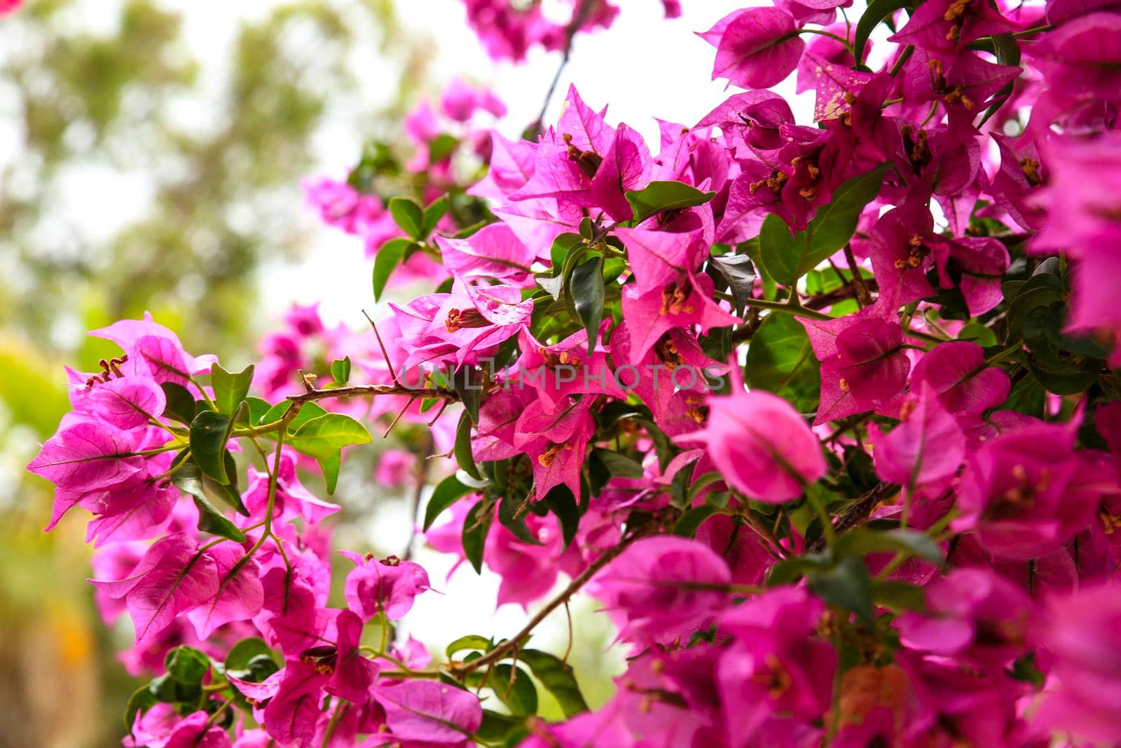 Pink bougainvillea glabra flowers in the garden by soniabonet