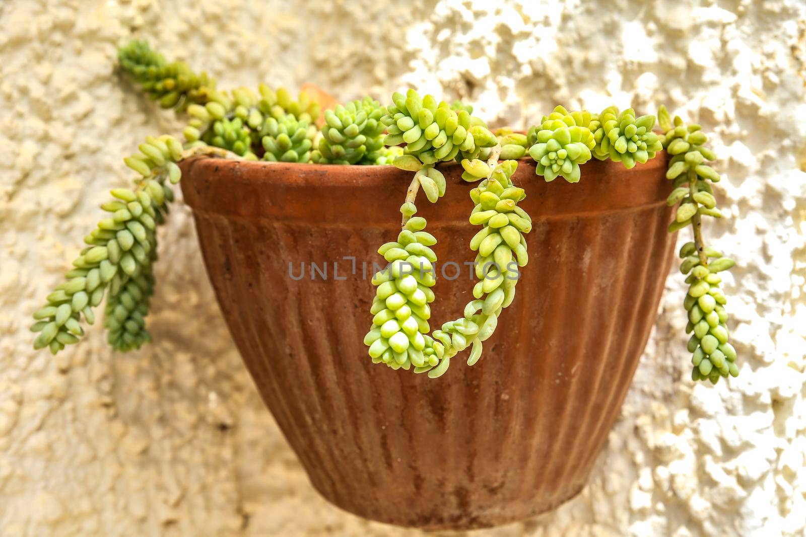 Beautiful Sedum Morganianum succulent plant on the wall