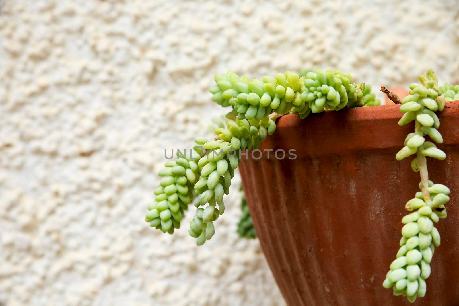 Potted Sedum Morganianum succulent plant on the wall by soniabonet