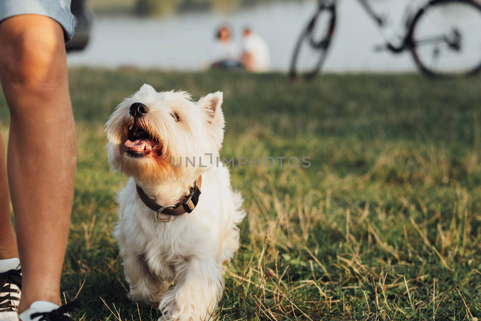 Pet West Highland White Terrier Dog Following Owner Outdoors, Copy Space