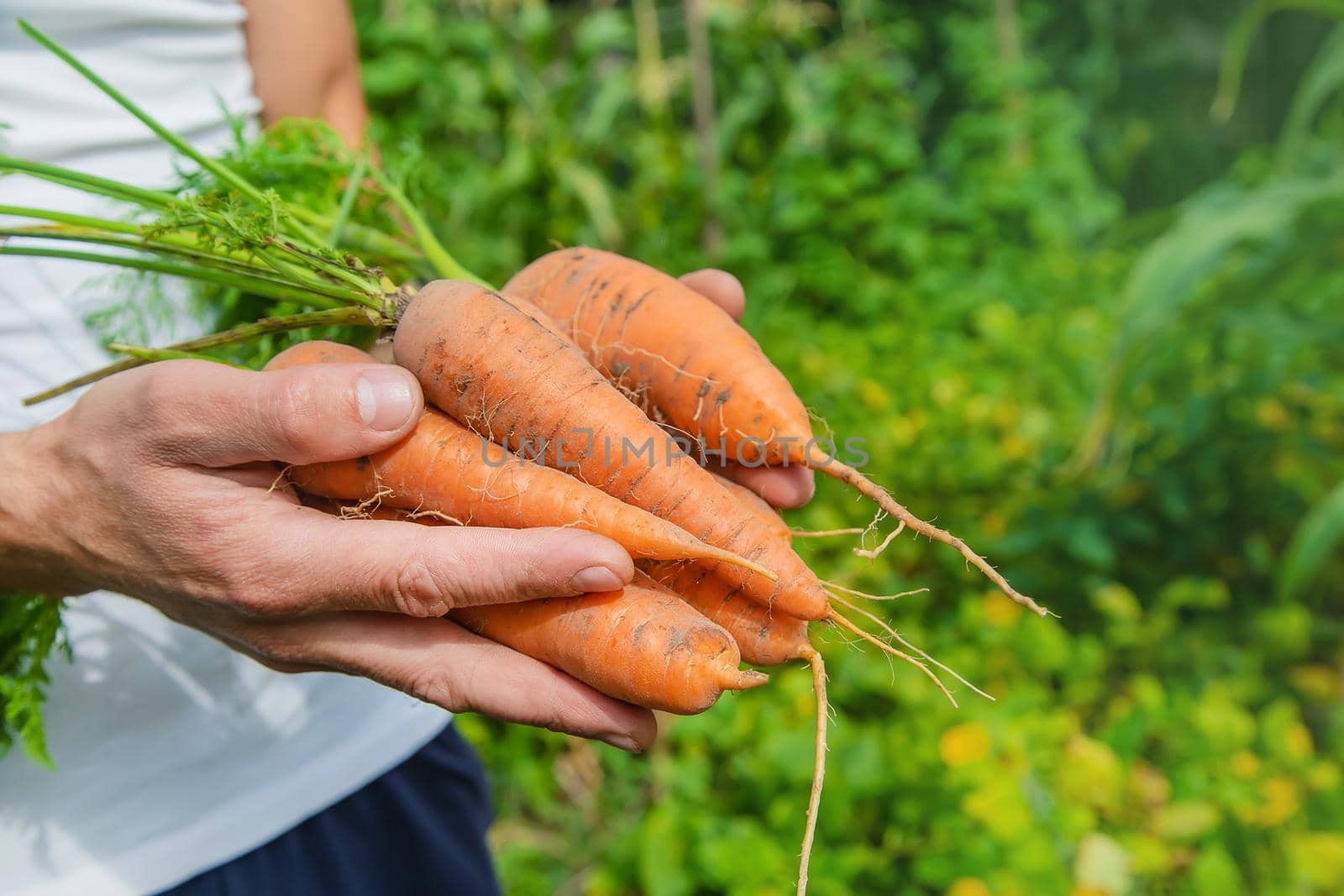 man with a bunch of carrots in the garden. Selective focus. nature.