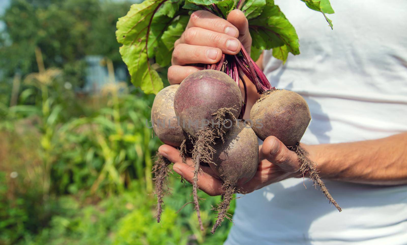 man with a bunch of beets in the garden. Selective focus. by yanadjana