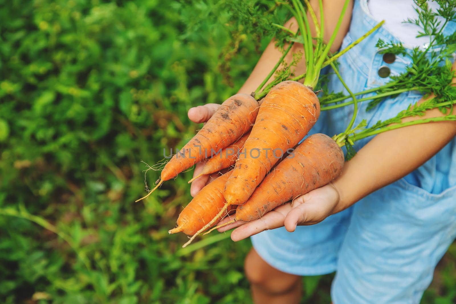 A child with a bunch of carrots in the garden. Selective focus. nature.