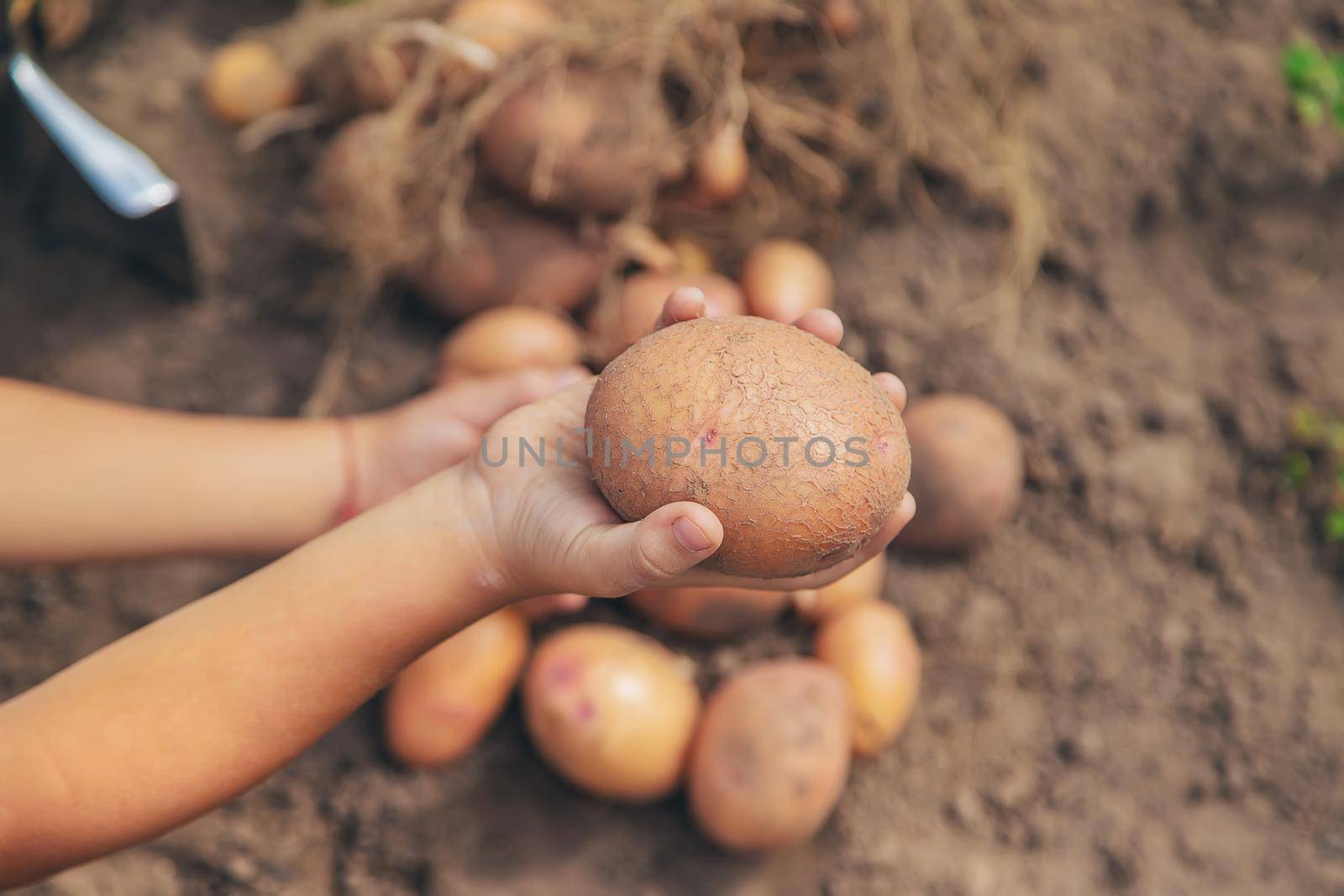 Dig potatoes in the garden. Selective focus. nature