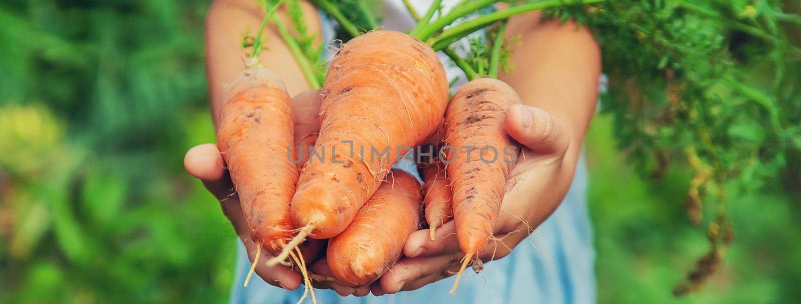 A child with a bunch of carrots in the garden. Selective focus. nature.
