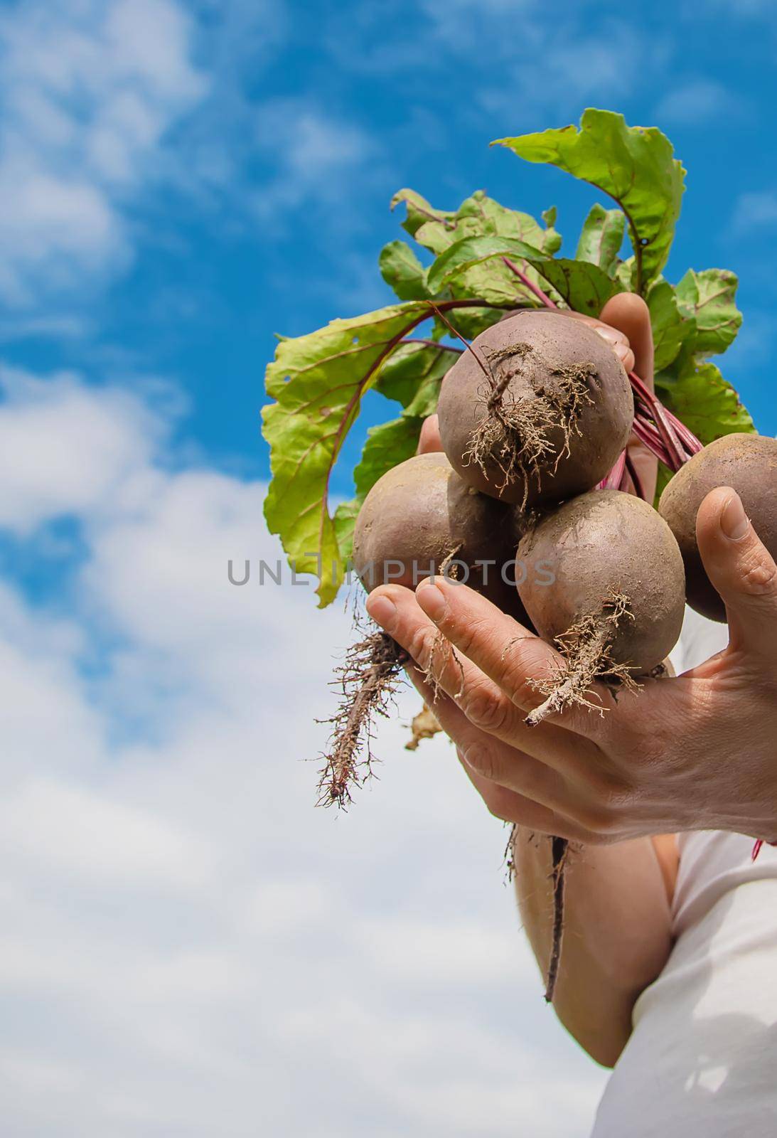 man with a bunch of beets in the garden. Selective focus. nature.