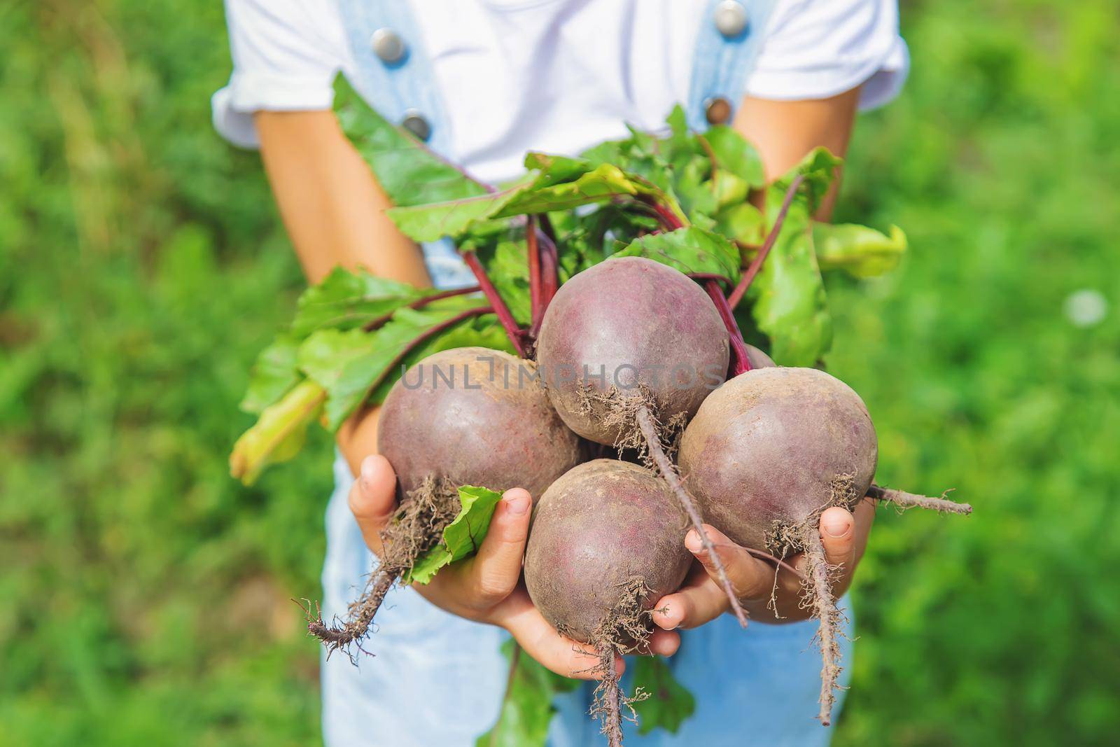 A child with a bunch of beets in the garden. Selective focus. nature.