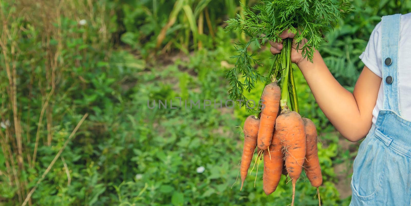 A child with a bunch of carrots in the garden. Selective focus. by yanadjana
