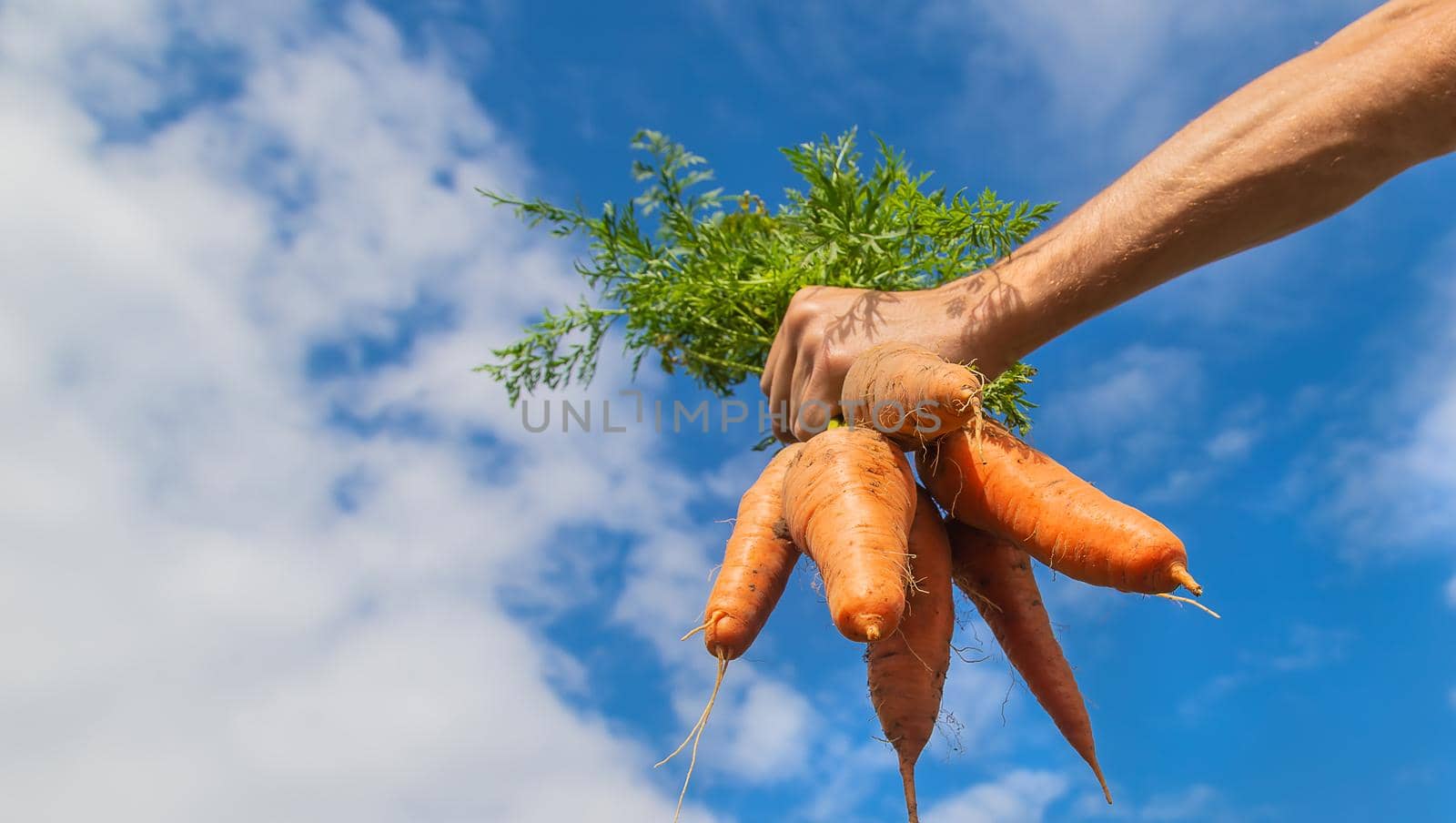 man with a bunch of carrots in the garden. Selective focus. by yanadjana