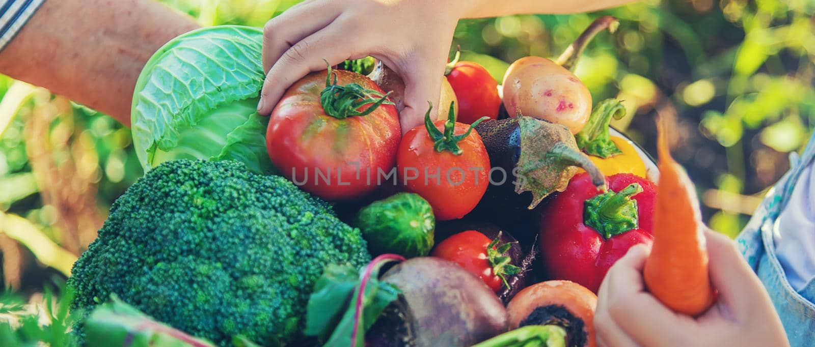 Child and grandmother in the garden with vegetables in their hands. Selective focus. by yanadjana