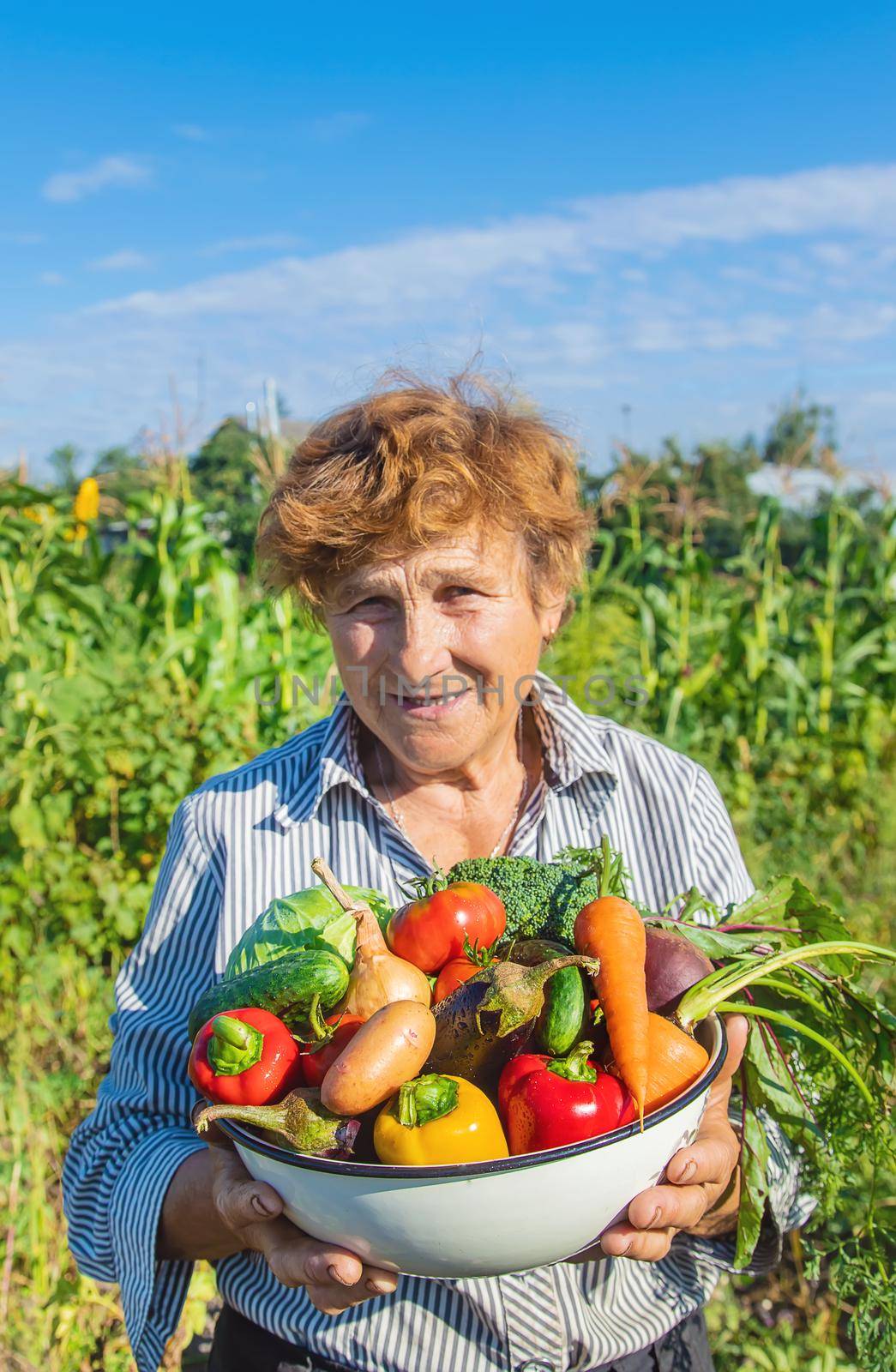Grandmother in the garden with vegetables in her hands. Selective focus. by yanadjana